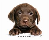 Labrador Retriever puppy 9Y270D-050